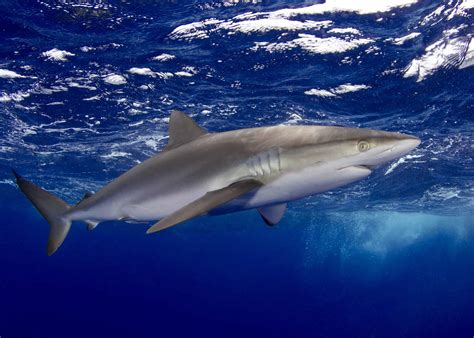 are galapagos silky sharks dangerous